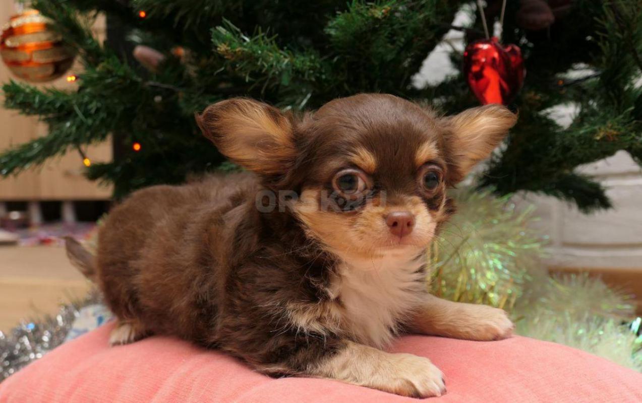 Щенки чихуахуа от родителей чемпионов. - Новотроицк