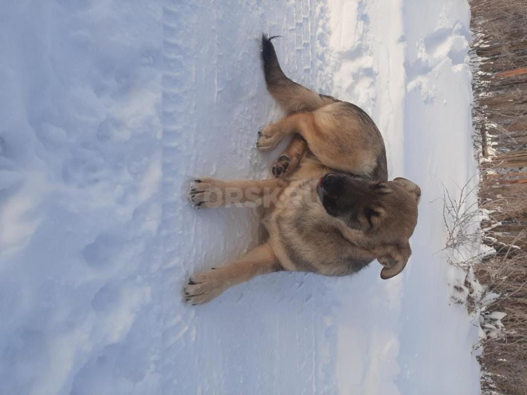 Щенки 6 месяцев, девочка стерилизованная и кобелек,  добрые, коммуникабельные, уже охранники, средне - Орск