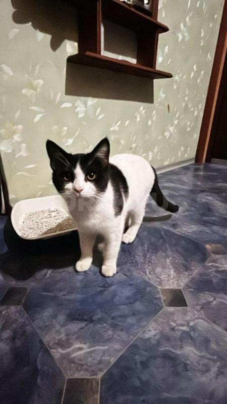 Миниатюрная ласковая оч умная кошечка (примерно 2года) порадует Вас своей любовью. - Орск