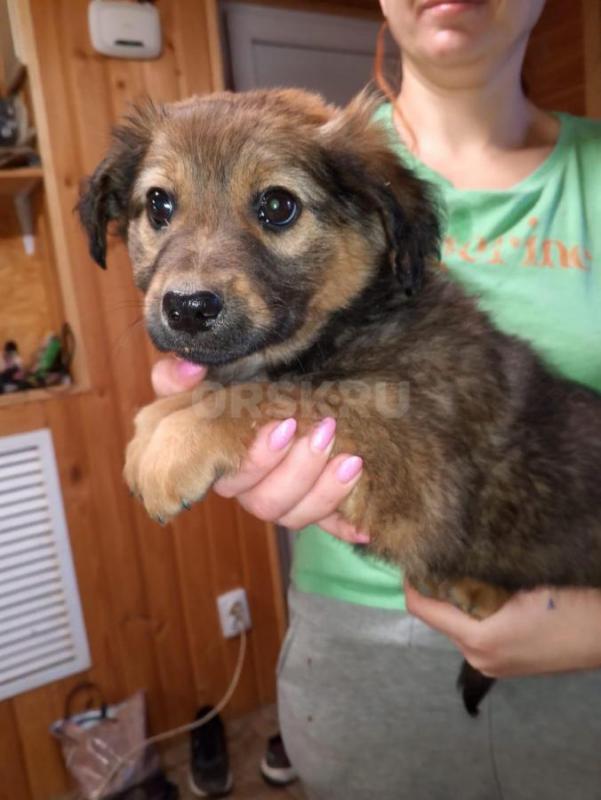 Орск, Новотроицк, Гай, Медногорск, Кувандык и другие населённые пункты ! - Орск