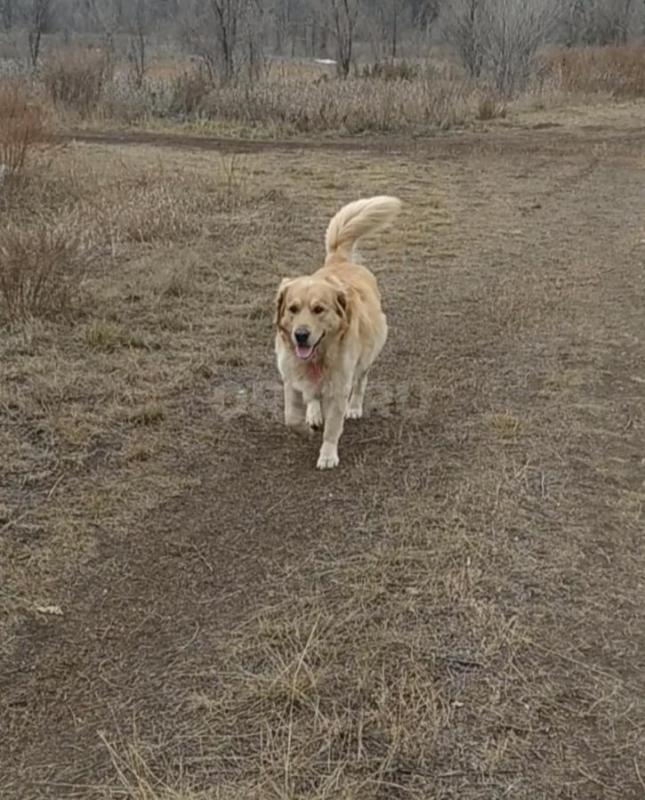 Бронь щенков Golden Retriever(золотистый ретривер) В помёте 3 щенка: Сука и два кобеля. - Орск