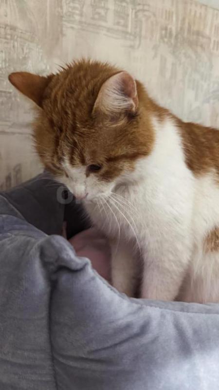 Очень прошу помощи в пристроить милого, доброго, ласкового котика!!! - Орск