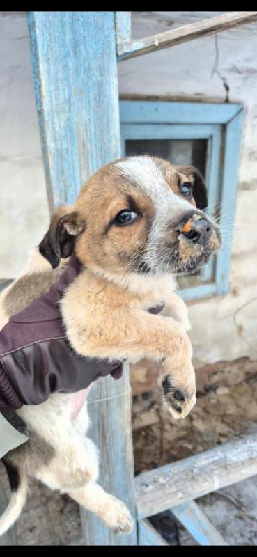 Орск, Новотроицк, Гай и другие населённые пункты, Земляки ! - Орск