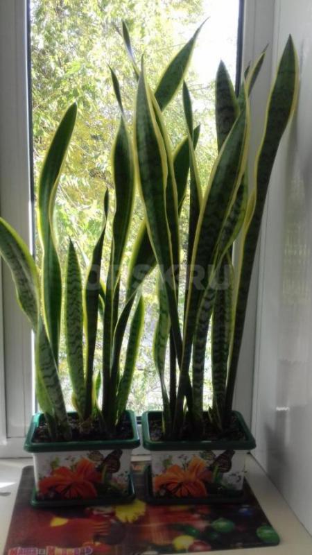 Продам комнатный цветок "Георгий победоносец", "Девичий виноград&quot - Орск