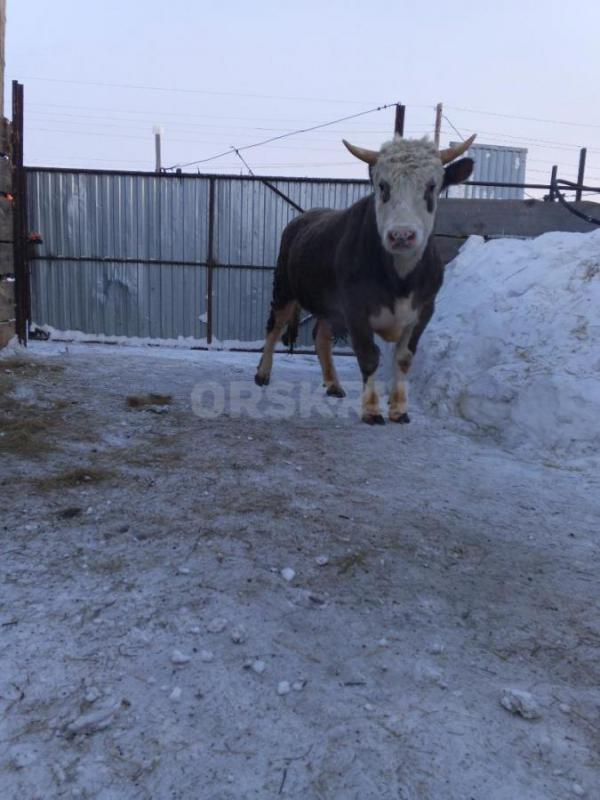 Продам быка на мясо или племя - Орск