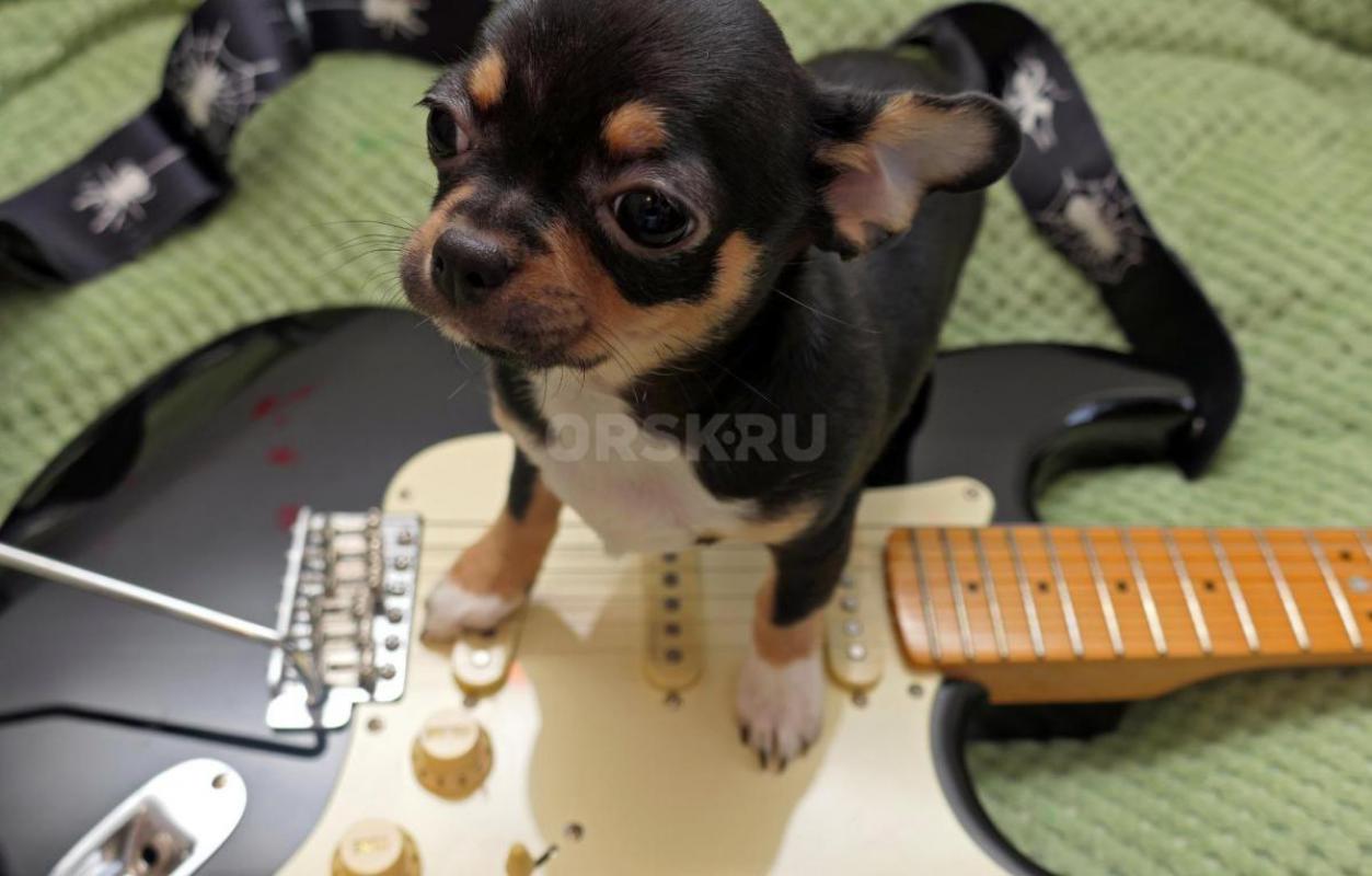 Для истиных ценителей породы Чихуахуа. - Новотроицк