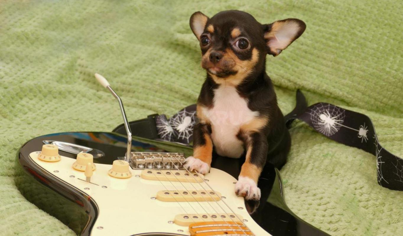 Для истиных ценителей породы Чихуахуа. - Новотроицк