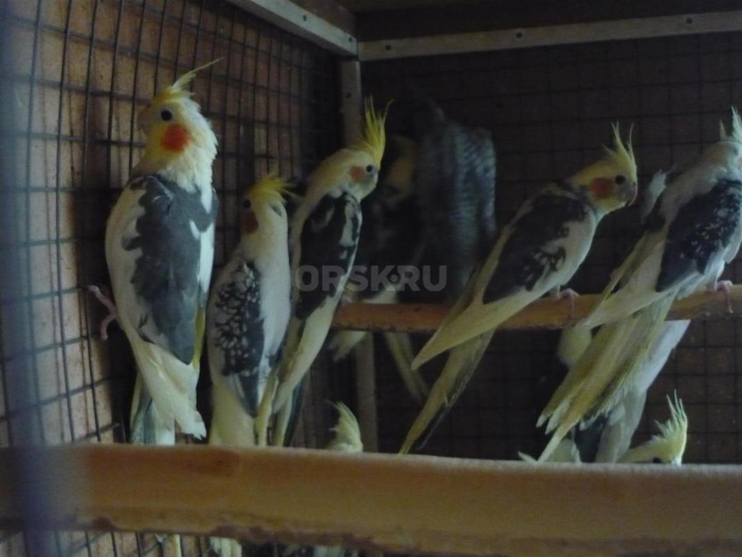 Продам молодых птенцов попугаев Корелл, местного разведения. - Орск
