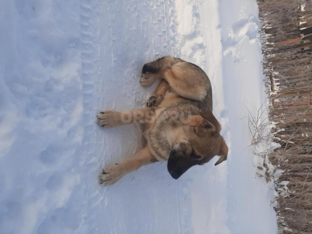 Щенки 6 месяцев, девочка стерилизована и кобелек,  коммуникабельные, ласковые, охранники, живут в бу - Орск