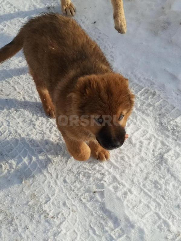 Щенки ищут добрых хозяев. - Орск