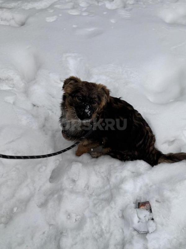 Эта крошка, размером с пекинеса, оказалась в беде. - Орск