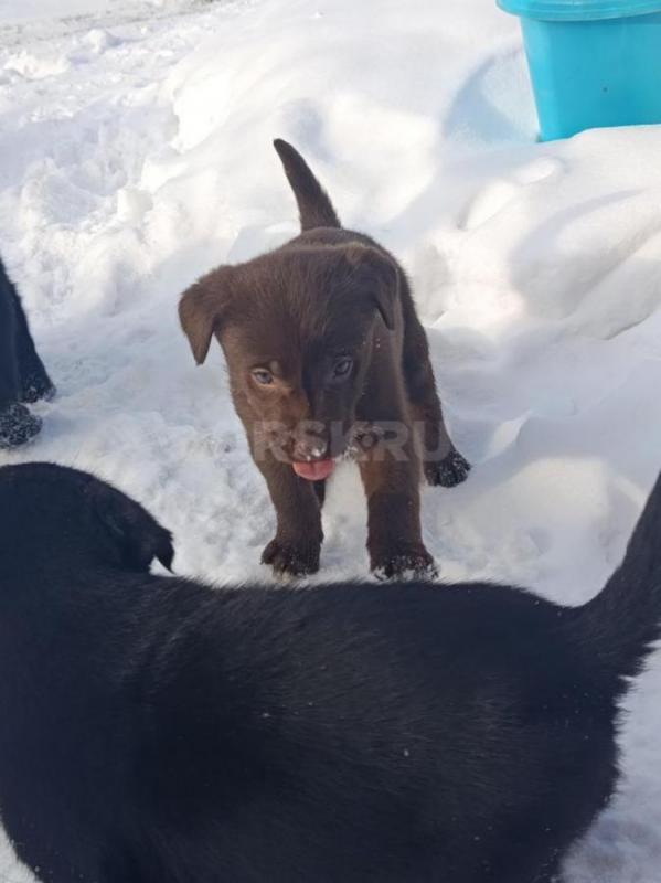 Щенки Лабрадора, метисы. - Орск