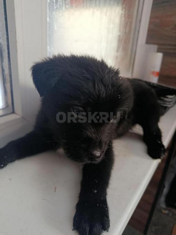 Щенки Лабрадора, метисы. - Орск