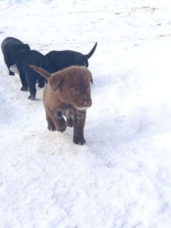 Щенки Лабрадора, метисы. - Орск