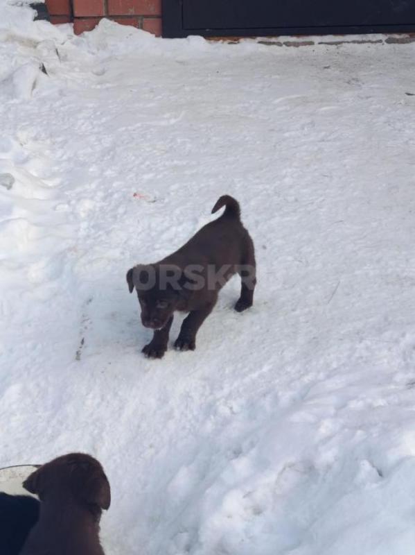 Щенки Лабрадора, метисы. - Орск