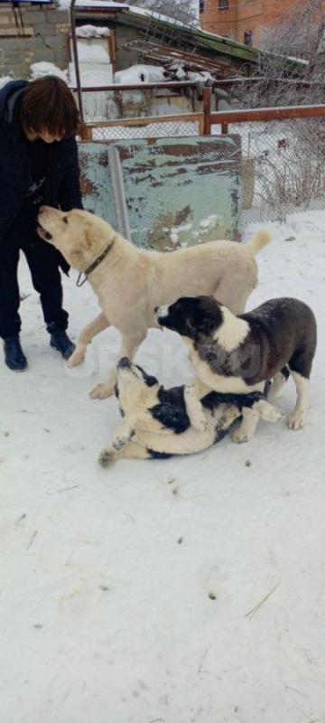 Продам щенков Алабая, мальчики, 4 месяца, привиты, живут на улице - Орск