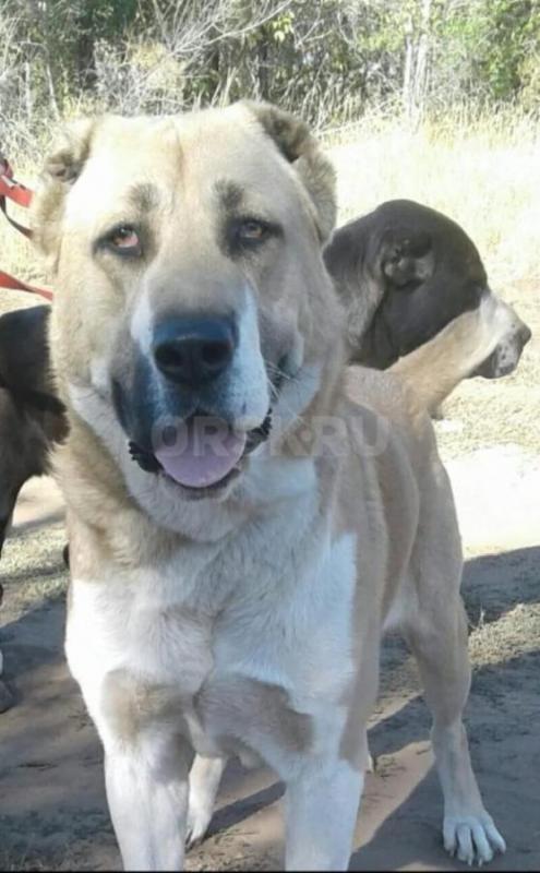 Продам щенков Алабая, мальчики, 4 месяца, привиты, живут на улице - Орск