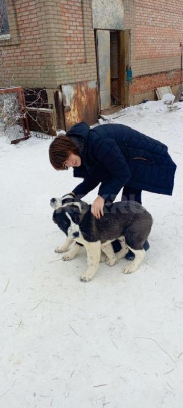 Продам щенков Алабая, мальчики, 4 месяца, привиты, живут на улице - Орск