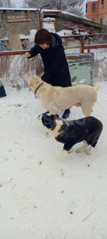 Продам щенков Алабая, мальчики, 4 месяца, привиты, живут на улице - Орск