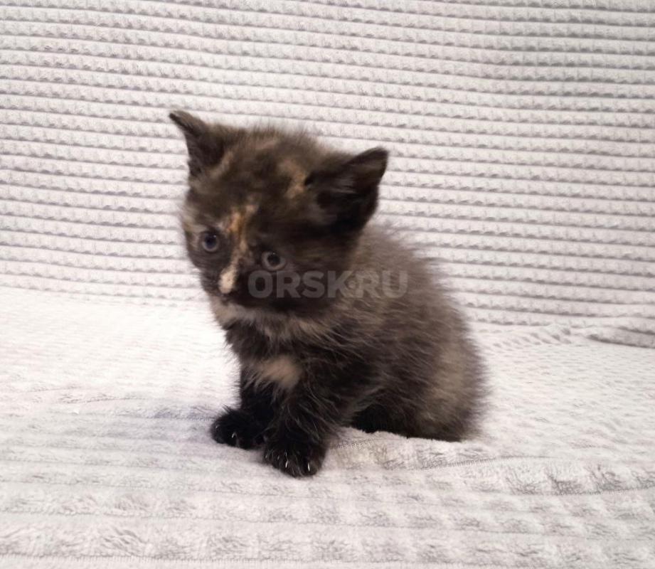 Отдам в хорошие руки котенка, девочку. - Орск