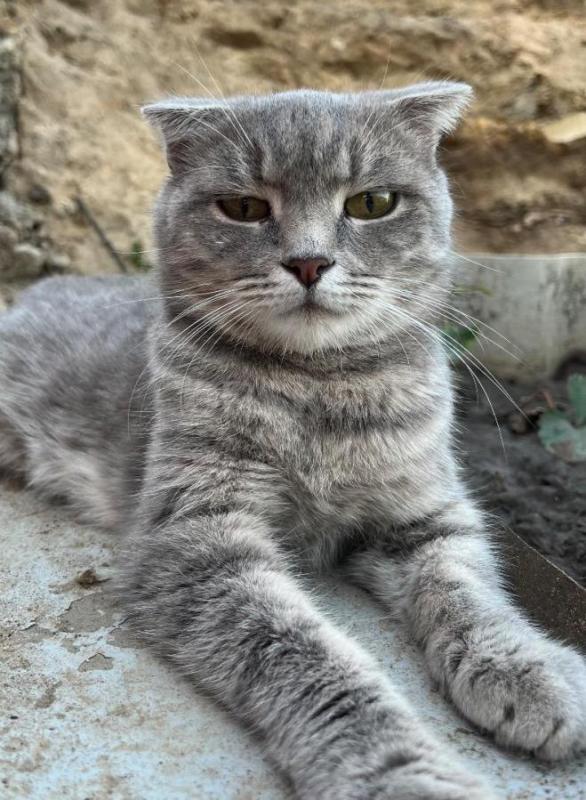 Отдам в хорошие руки котенка, девочку. - Орск