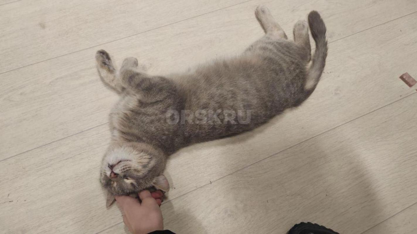 Котик найден на улице с примёрзшей лапкой. - Орск