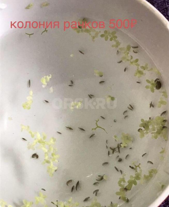 Тропический гаммарус колония на развод 500₽ - Орск