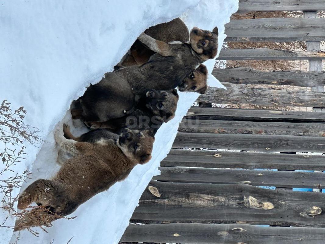 Щенки-сторожи ищут дом! - Орск
