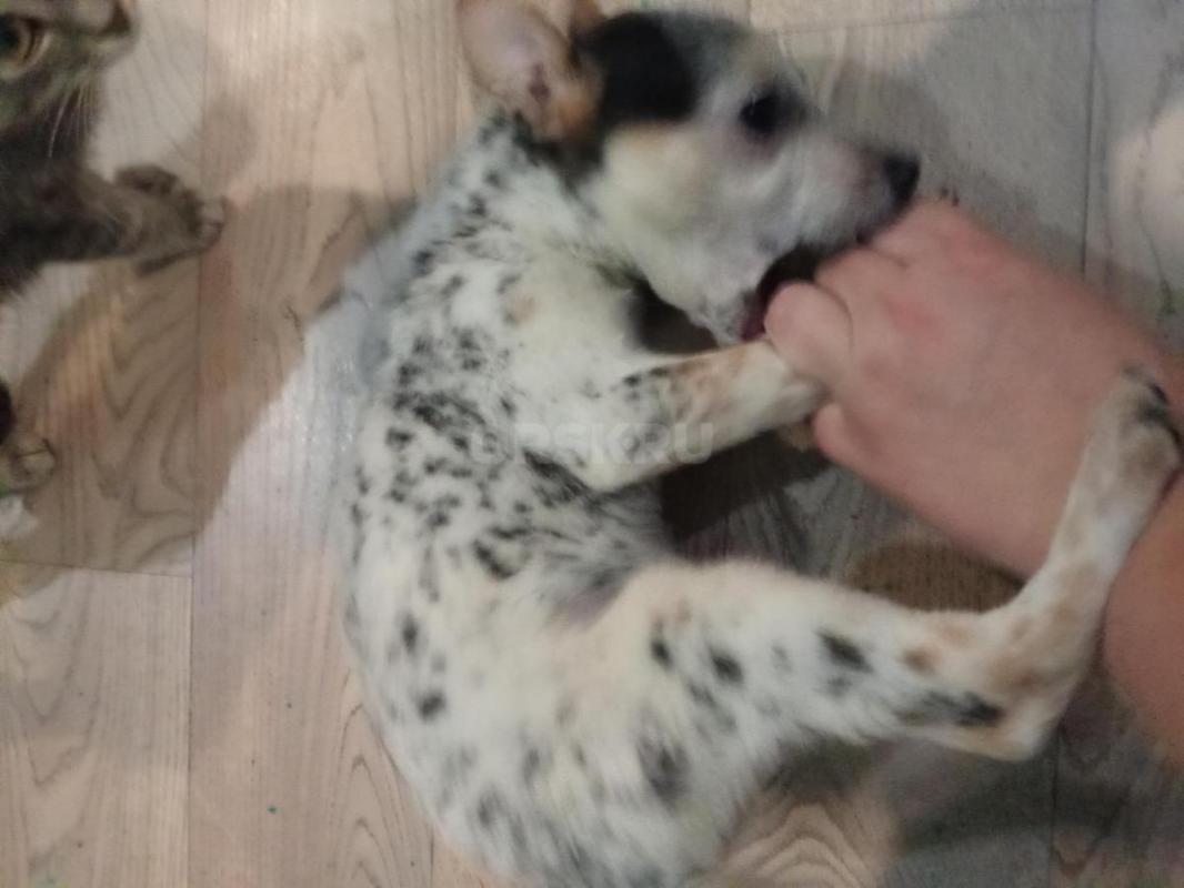 Отдам в добрые руки мальчика Гришу. - Орск