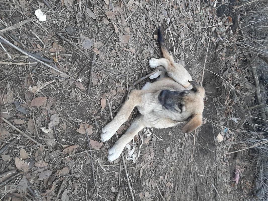 Два щенка  7 месяцев, девочка стерилизованная и мальчик, коммуникабельные, ласковые, охранники, живу - Орск