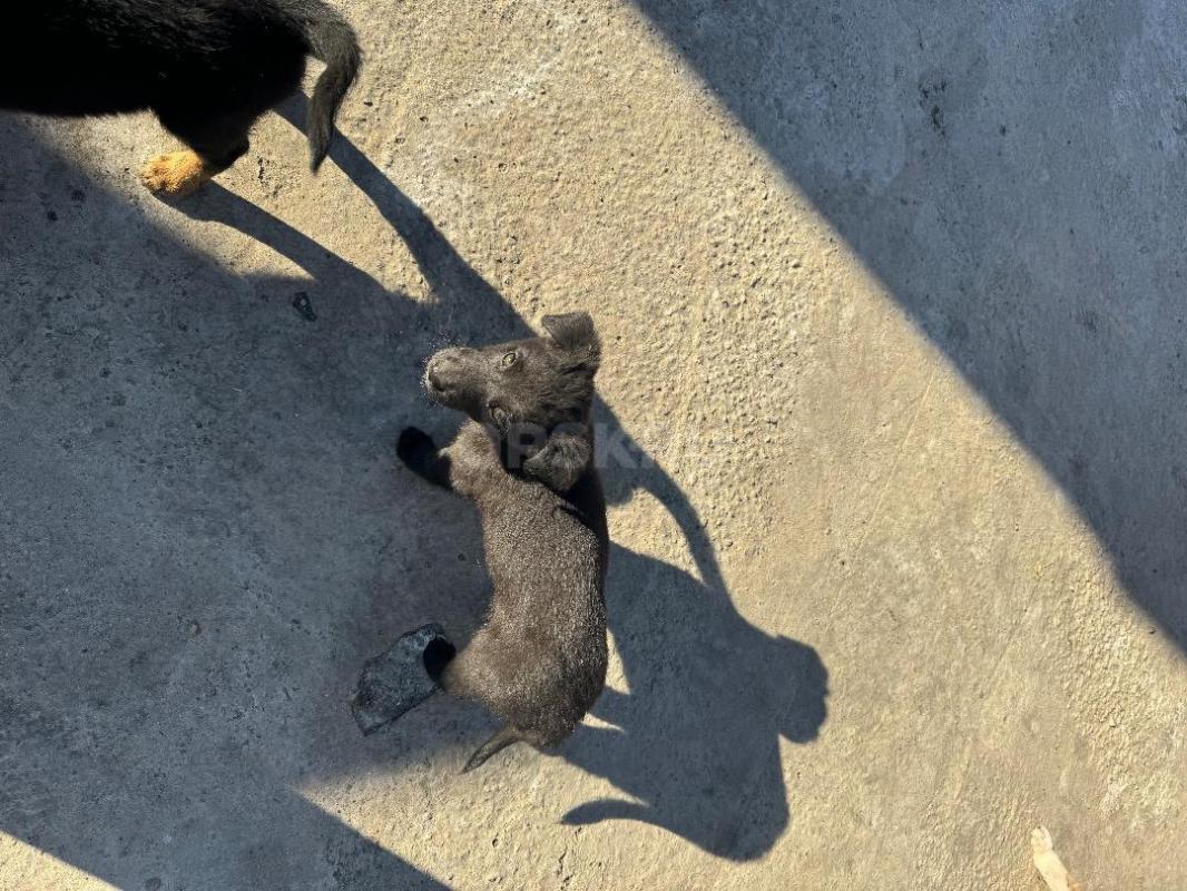 Отдам Кутенка в хорошие руки ! - Орск