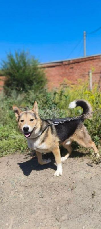 Знакомьтесь, это наш шикарный, кастрированный красавец! - Орск