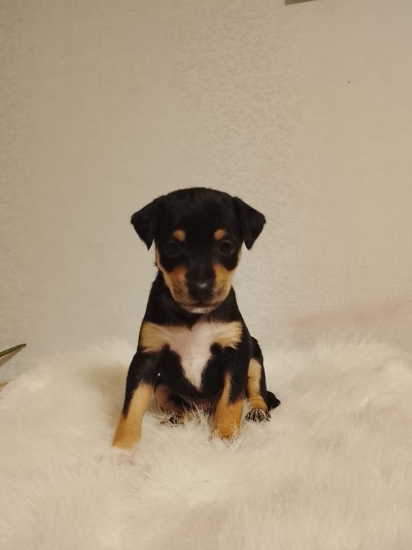 Щенки той терьер 2 мальчика - Новотроицк