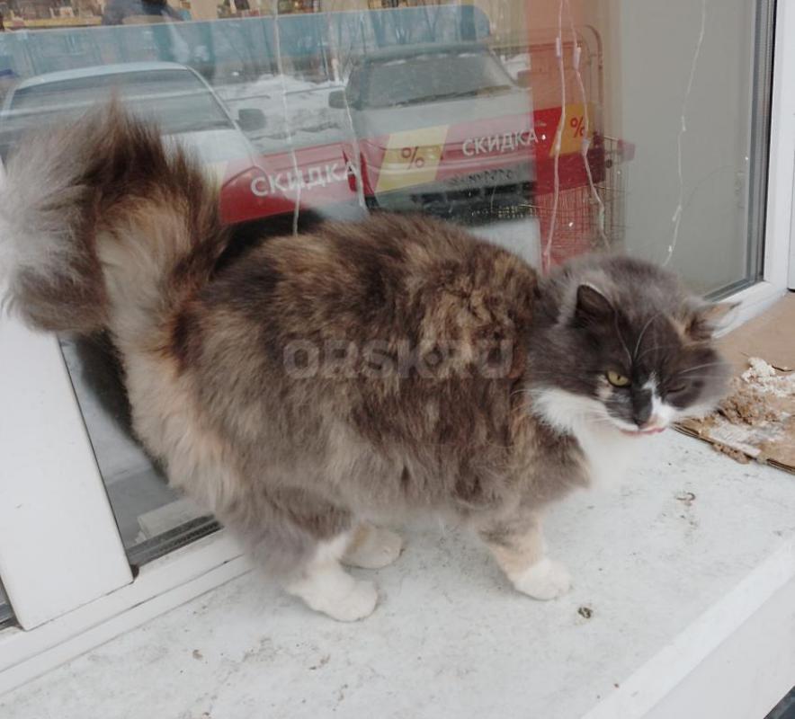 Девочка, молодая, очень  красивая, на улице. - Орск