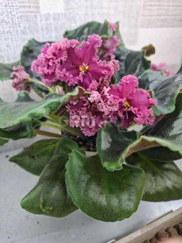 Продам детки и листовые черенки сортовых фиалок. - Орск