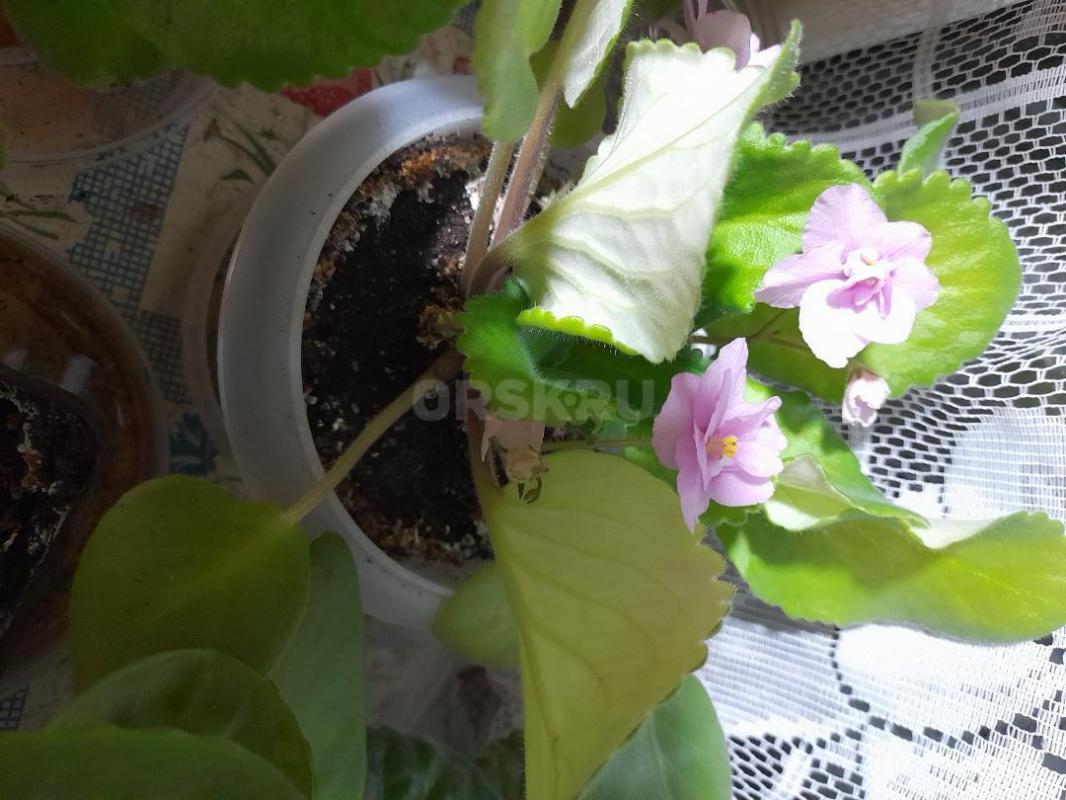 Продам фиалки. 200 р. - Орск