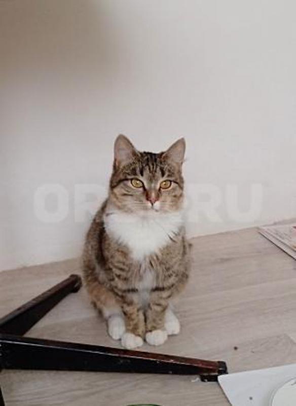 Девочка 9 месяцев. - Орск