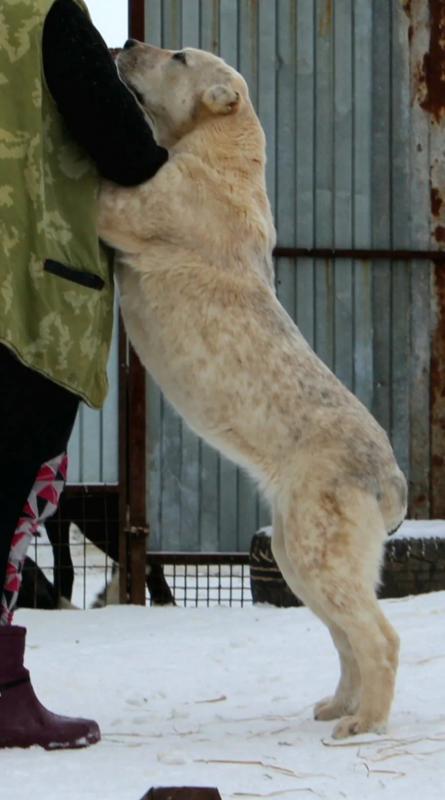 Щенки Алабая,из профессионального питомника   крепкие, породные, привиты, документы РКФ. - Новотроицк