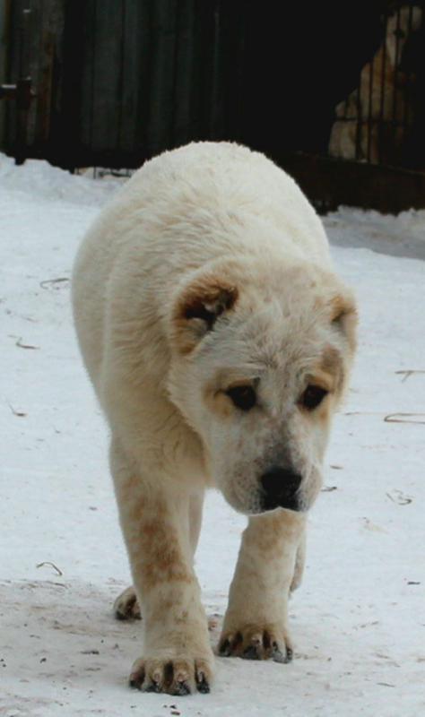 Щенки Алабая,из профессионального питомника   крепкие, породные, привиты, документы РКФ. - Новотроицк