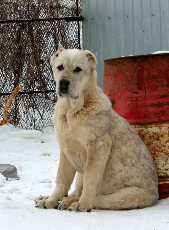 Щенки Алабая,из профессионального питомника   крепкие, породные, привиты, документы РКФ. - Новотроицк