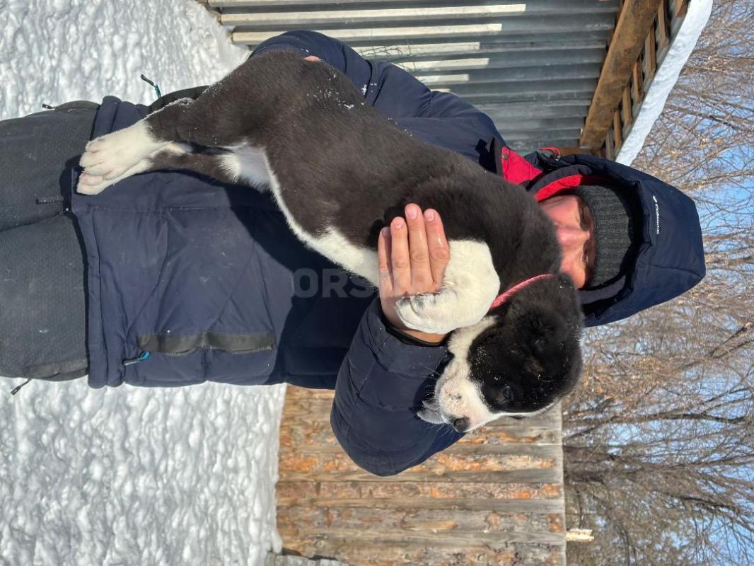 Питомник предлагает щенков сао(алабай) от крупных, титулованых родителей. - Орск
