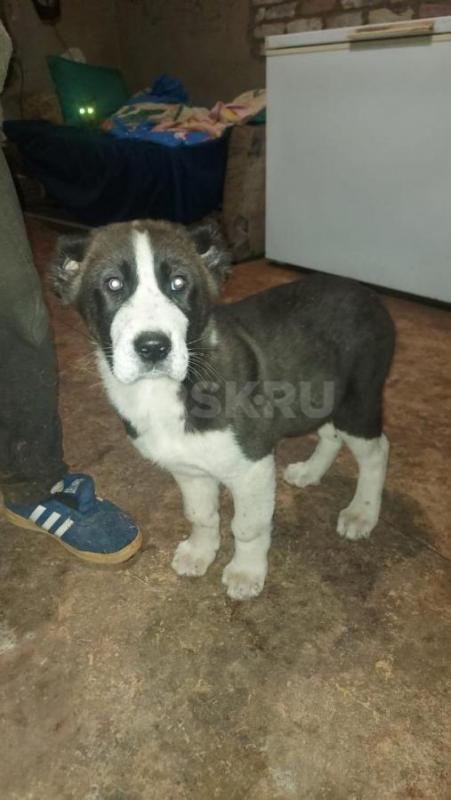 Продам щенков среднеазиатской овчарки (алабай) настоящие защитники. - Орск