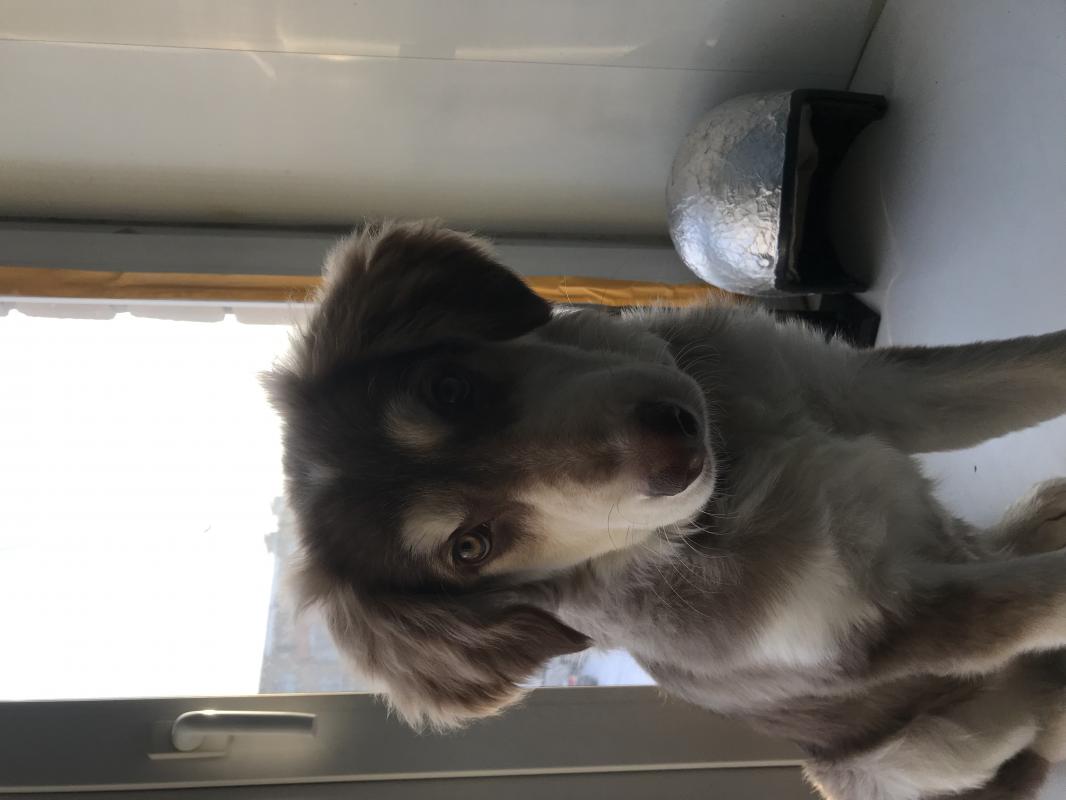 Отдам мальчика «Тошку « г Орск ! - Орск