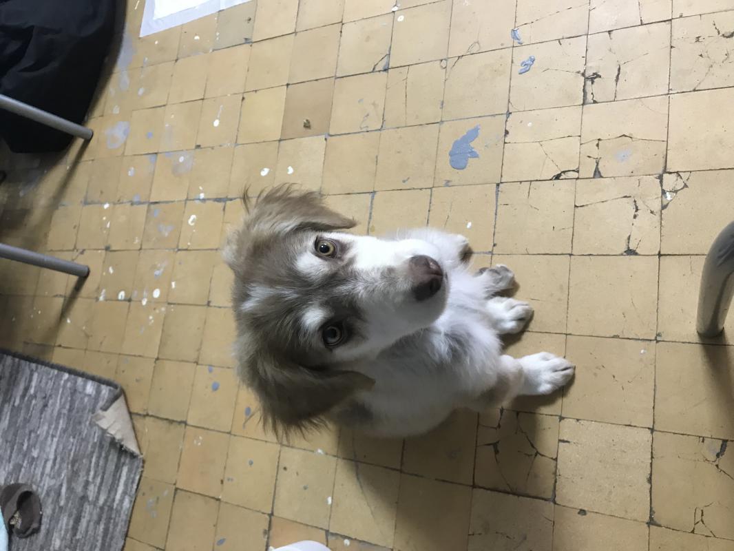 Отдам мальчика «Тошку « г Орск ! - Орск