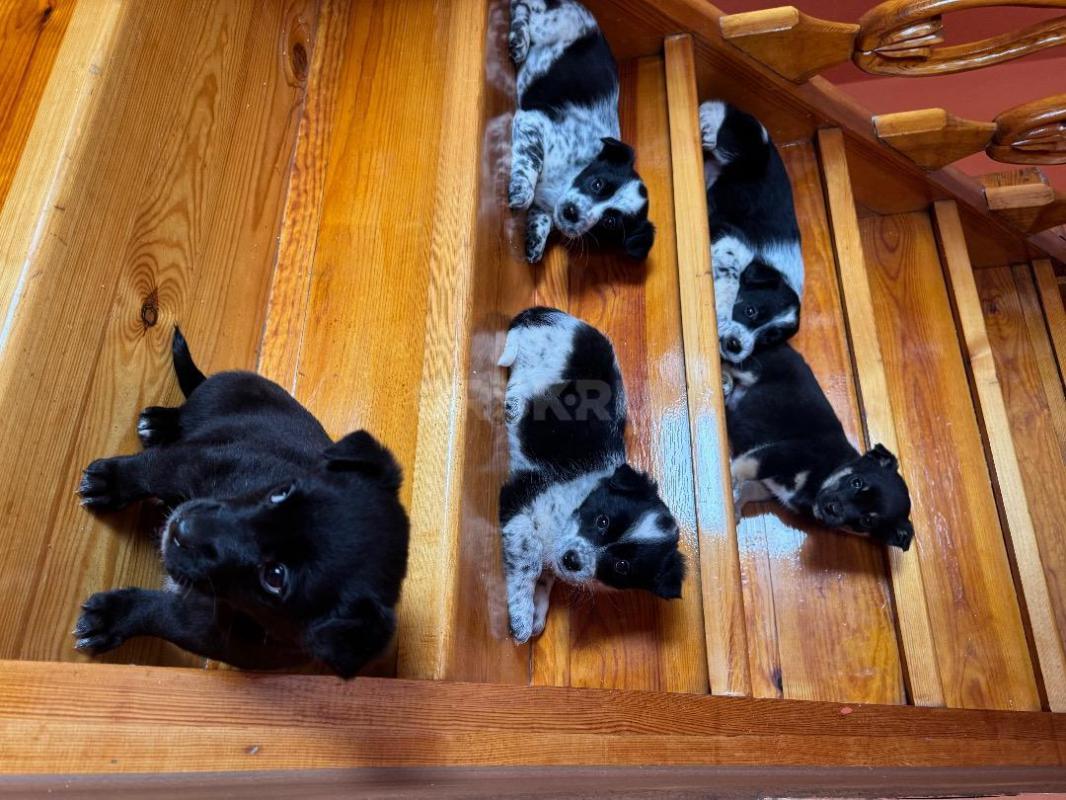 Подарю прекрасных щенков помесь породы (мама) Бордер-колли с корги, а (папа) дворовой озорник. - Орск