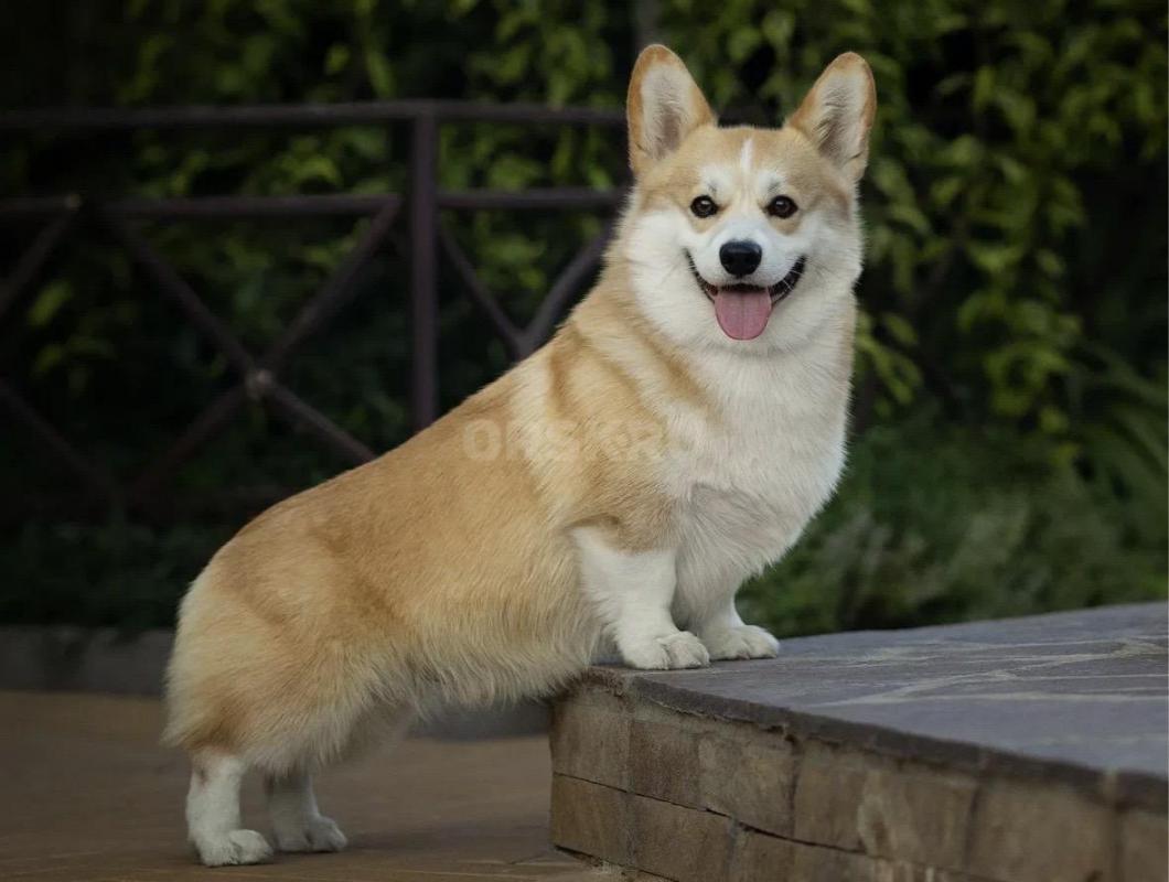 Подарю прекрасных щенков помесь породы (мама) Бордер-колли с корги, а (папа) дворовой озорник. - Орск