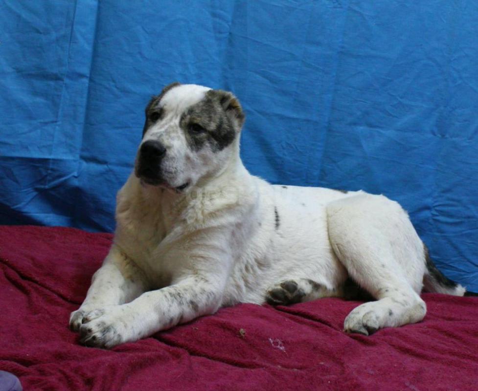 Щенки Алабая из профессионального питомника с отличной родословной, крепкие, породные, с документами - Орск