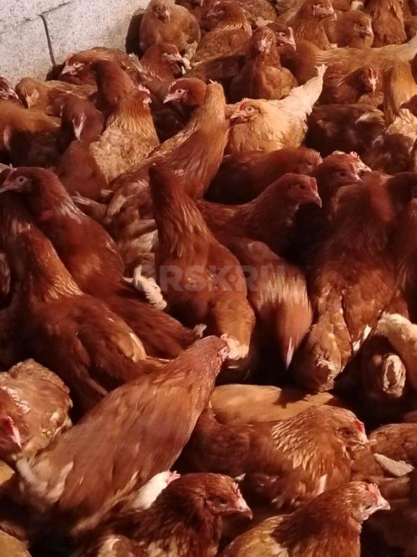 В продаже куры несушки Ломан Браун 4,5 мес - 550р,Ломан Браун 6 месяцев начали нестись - 600р,Ломан - Орск