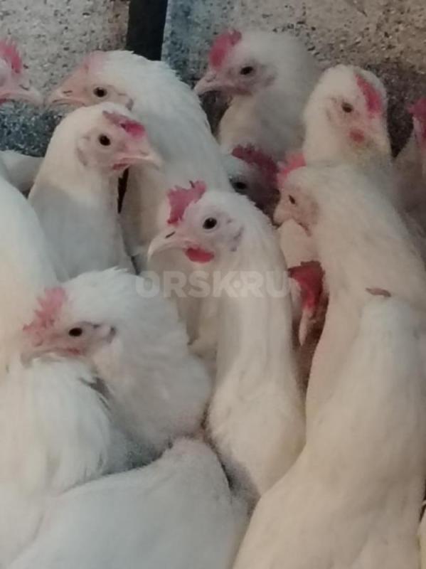 В продаже куры несушки Ломан Браун 4,5 мес - 550р,Ломан Браун 6 месяцев начали нестись - 600р,Ломан - Орск