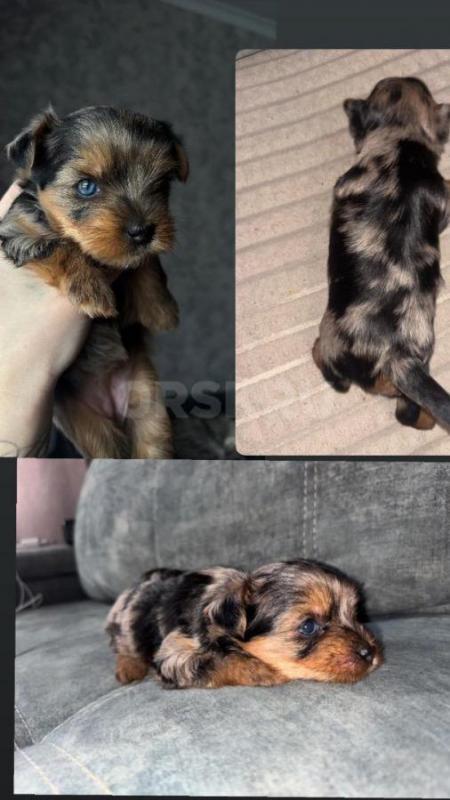 Предлагается к брoни очapoвaтeльная малышка-йорк— родилась 31 янваpя 2026 годa. - Орск